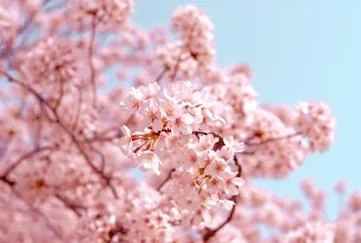 2026 벚꽃 개화시기 참고 자료